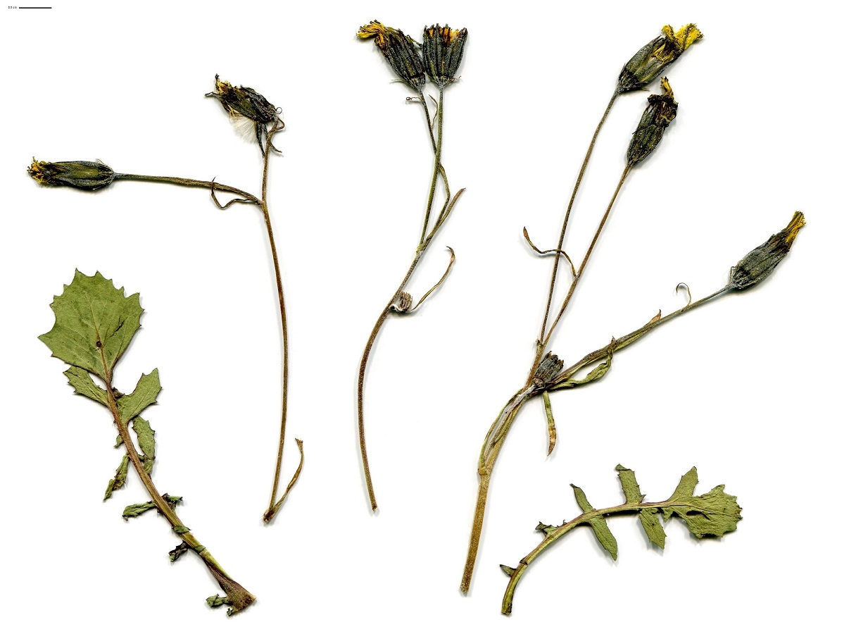 Crepis bursifolia (Asteraceae)